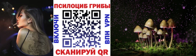 Псилоцибиновые грибы Cubensis Купить Буинск